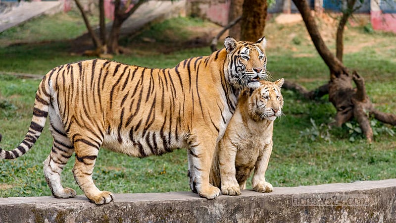 ঢাকার মিরপুরে চিড়িয়াখানায় সাবককে নিয়ে খাঁচার মধ্যে&amp;nbsp; রোদ পোহাচ্ছে একটি রয়েল বেঙ্গল টাইগার।