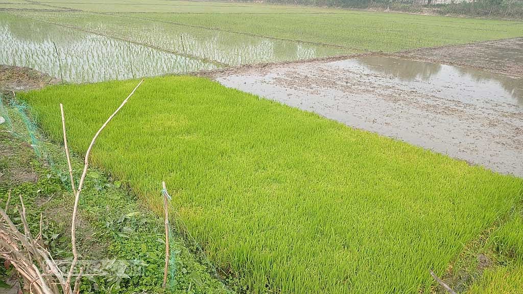 চুয়াডাঙ্গায় ঘন কুয়াশায় ফসল নিয়ে দুশ্চিন্তায় চাষিরা