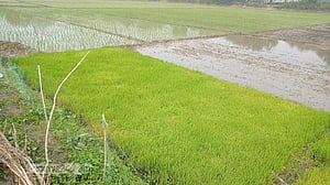 চুয়াডাঙ্গায় ঘন কুয়াশায় ফসল নিয়ে দুশ্চিন্তায় চাষিরা