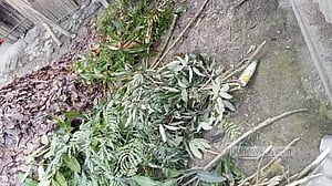 হাতাহাতি গড়াল সহিংসতায়, কাটা পড়ল সাড়ে আটশ গাছ