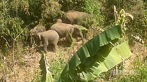 রাজবিলার পাহাড়ে আতঙ্ক ছড়াচ্ছে হাতির পাল