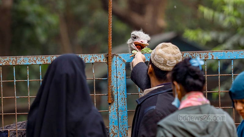 ঢাকার মিরপুরে চিড়িয়াখানায় প্রতিটি খাঁচার বাইরে পশুপাখিদের খাওয়ানো থেকে বিরত থাকতে দর্শনার্থীদের বলা হলেও তা সবাই মানেন না। একটি উট পাখিকে পাতা খাওয়াচ্ছেন এক ব্যক্তি।