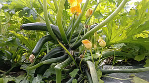 শার্শার কৃষিতে নতুন সংযোজন ‘স্কোয়াশ’, প্রথমবারেই সফলতা চাষির