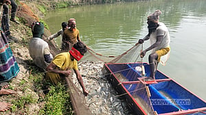 নরসিংদীতে পুকুরে ‘বিষ দিয়ে’ মাছ নিধন