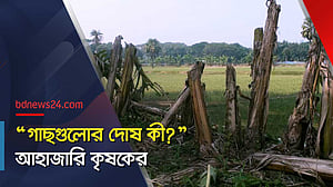 বাগানের ৮৫০ গাছ কেটে ফেলেছে দুর্বৃত্তরা