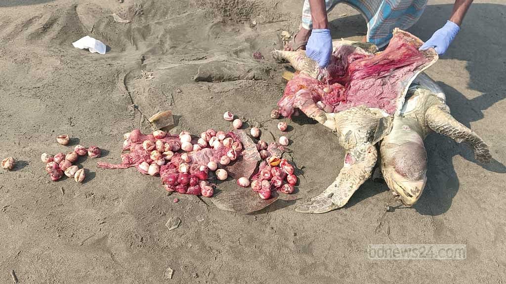 পেটে দুই শতাধিক ডিম নিয়ে সৈকতে ২ মৃত কচ্ছপ