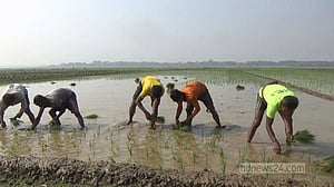 সংসদে কৃষি জমি সুরক্ষা আইন পাসের পরামর্শ, রায় প্রকাশ