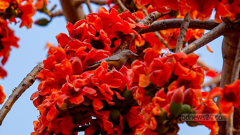 ঢাকার খিলগাঁও এলাকায় সড়কের পাশের একটি শিমুল গাছের ফুল থেকে মধু খাচ্ছে কাঠ শালিক।