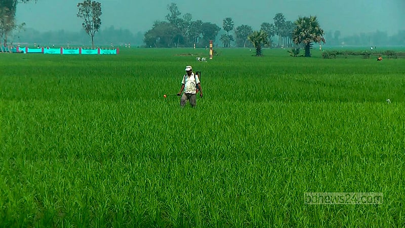 ধানে যাতে কীটপতঙ্গ না লাগে সেই জন্য জমিতে কীটনাশক ছিটানো হচ্ছে।