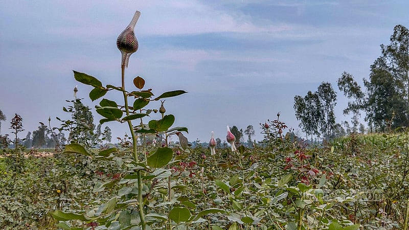 গাইবান্ধার সাদুল্লাপুর উপজেলার ইদিলপুর ইউনিয়নের রাঘবেন্দপুর গ্রামের আসাদুজ্জামান সুমনের ক্ষেতে ফুটে আছে গোলাপ ফুল।