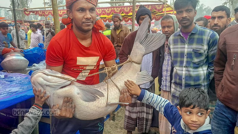 গাবতলীর মহিষাবান ইউনিয়নের পোড়াদহের মাছের মেলায় বিশাল আকারের একটি কাল বাউস মাছ হাতে নিয়ে ক্রেতার ‍দৃষ্টি আকর্ষণ করছেন এক বিক্রেতা।