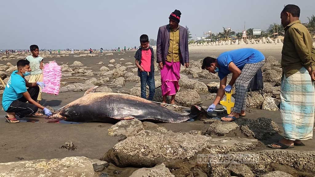 সমুদ্র সৈকতে দুই মৃত ডলফিন, পুঁতে রাখা হবে বালিয়াড়িতে