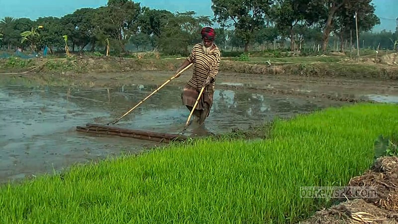 জমিতে মই দিচ্ছেন একজন কৃষক।