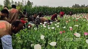 ভুট্টাক্ষেতে আফিম চাষ: কৃষক আটক, গাছ ডিবি কার্যালয়ে