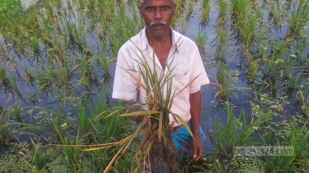 শেরপুরে গোড়া পচা রোগে নষ্ট হচ্ছে ব্রি-২৯ ধানের চারা, কৃষক দিশেহারা