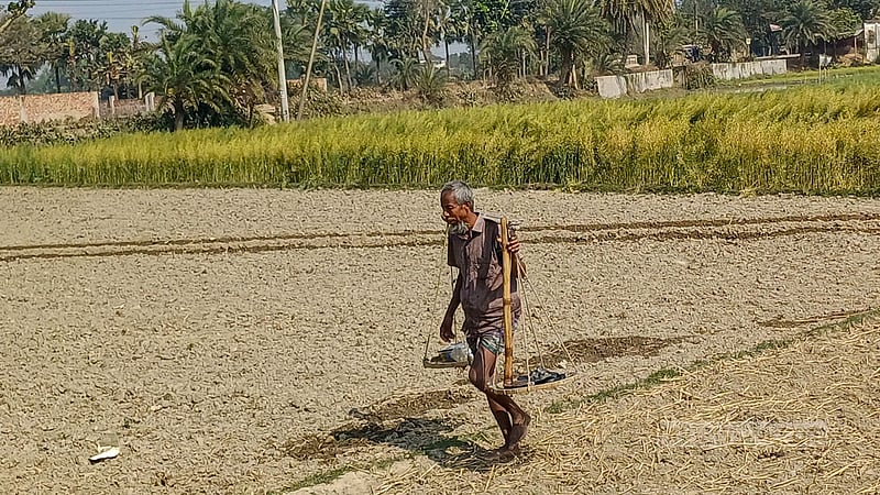 বোরোর মাঠের কাজ শেষে বাড়ি ফিরছেন কৃষক।