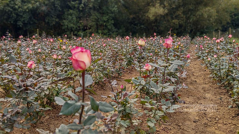 গাইবান্ধার সাদুল্লাপুর উপজেলার ইদিলপুর ইউনিয়নের রাঘবেন্দপুর গ্রামের আসাদুজ্জামান সুমনের ক্ষেতে ফুটে আছে গোলাপ ফুল।