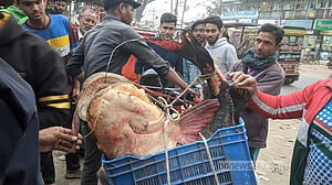 দুধকুমারে ধরা পড়ল ৩২ কেজির বাঘাইর, বিক্রি ৪০ হাজারে