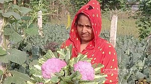 রঙিন ফুলকপি চাষে আগ্রহ বাড়ছে কিশোরগঞ্জের কৃষকদের