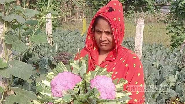 রঙিন ফুলকপি চাষে আগ্রহ বাড়ছে কিশোরগঞ্জের কৃষকদের