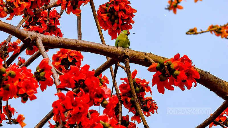 ঢাকার খিলগাঁও এলাকায় শিমুলের পুষ্পমধু খেয়ে আয়েশি ভঙ্গিতে একটি টিয়া পাখি।