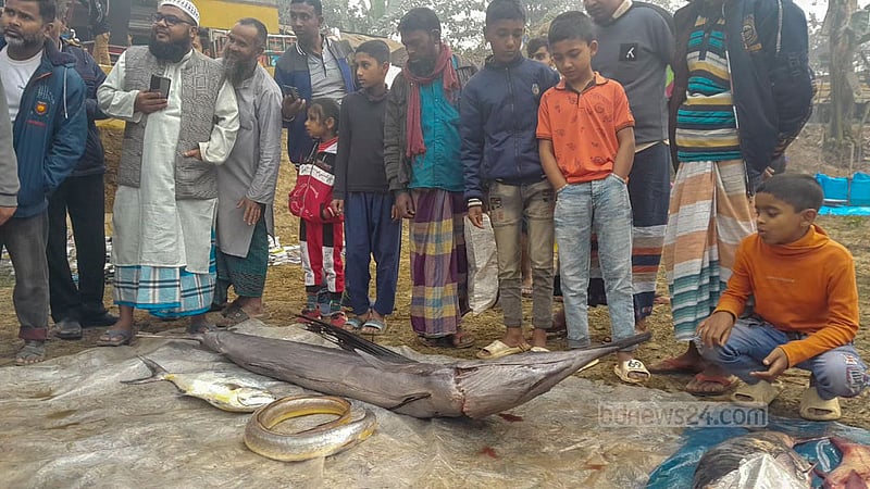 পোড়াদহ মেলার দীর্ঘদিনের অন্যতম আকর্ষণ বাঘাইর মাছ হলেও তা বিক্রিতে নিষেধাজ্ঞা থাকায় এবার মেলার মূল আকর্ষণ ছিল ৪০ কেজি ওজনের সামুদ্রিক এই পাখি মাছ।