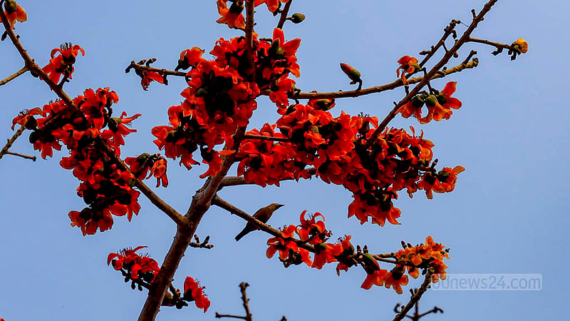 ফাগুনের মাঝামাঝিতে শিমুলের পুষ্পমধুর সন্ধানে পাখিরা।