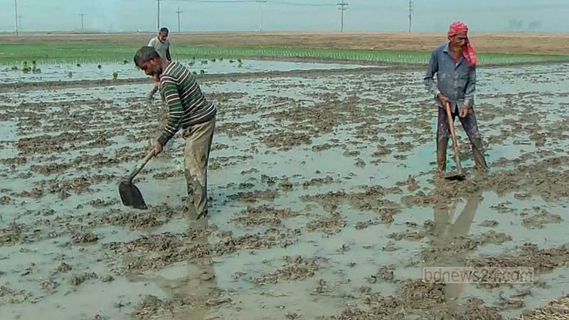ধান লাগানোর আগে কৃষকরা মাঠে নেমে কোদাল দিয়ে জমি সমান করছেন।