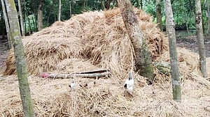 ফেনীতে খড়ের গাদায় চাপা পড়ে মা ও ২ শিশু নিহত