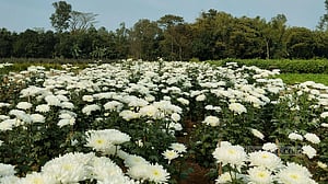 সাদুল্লাপুরের মাঠে ফুল আর ফুল