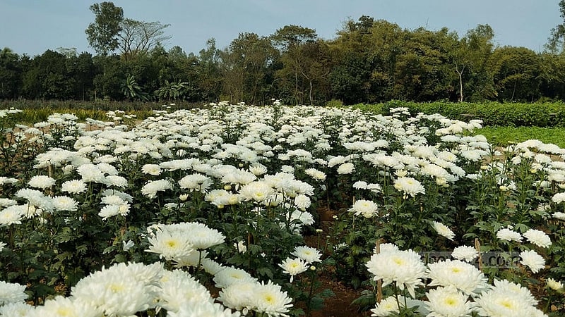 গাইবান্ধার সাদুল্লাপুর উপজেলার ইদিলপুর ইউনিয়নের চকনদী গ্রামের সবুজ মিয়ার ক্ষেত জুড়ে ফুটেছে সাদা চন্দ্রমল্লিকা ফুল।