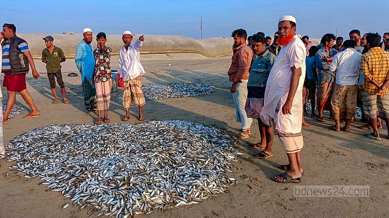 টেকনাফের সাবরাংয়ে প্রায় ৩০০ মণ ছোট-বড় বিভিন্ন ধরনের মাছ ধরা পড়েছে এক জেলের জালে।
