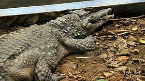 বন্যায় খামার থেকে বেরিয়ে খোলা জলাশয়ে কুমির