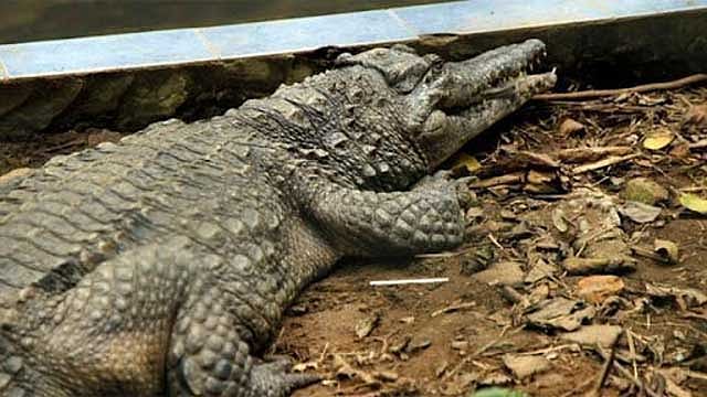 বন্যায় খামার থেকে বেরিয়ে খোলা জলাশয়ে কুমির