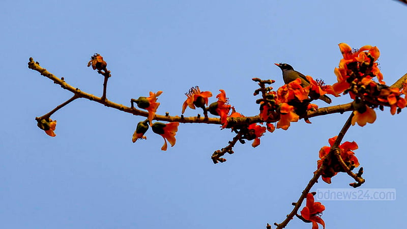 ঢাকার খিলগাঁও এলাকায় সড়কের পাশে একটি শিমুল গাছে পুষ্পমধুর সন্ধানে ঝুঁটি শালিক।