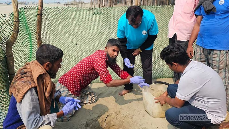 বালি থেকে কাছিমের ডিমগুলো তুলে সংরক্ষাণ করছে বাংলাদেশ সমুদ্র গবেষণা ইনস্টিটিউটের কর্মীরা। 