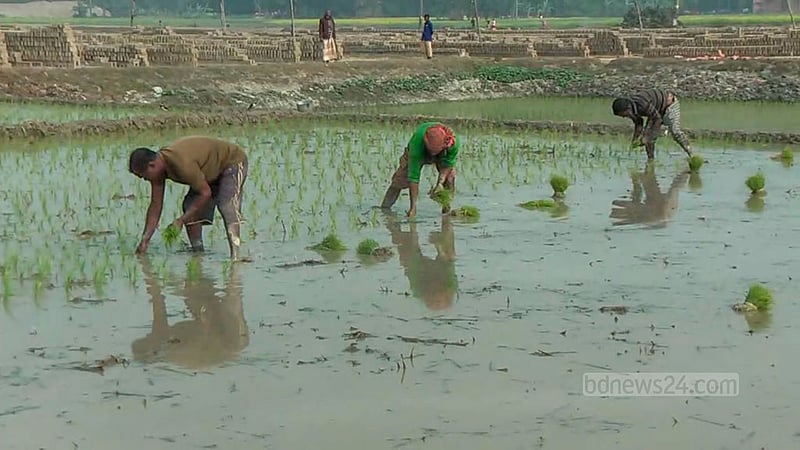 জমি ভালোভাবে তৈরির পর কৃষকরা ধানের চারা রোপণ করছেন।
