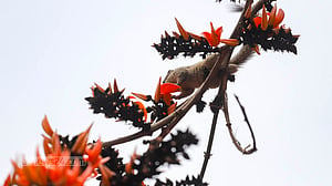 তাপমাত্রা বাড়বে, রোববার বৃষ্টির আভাস