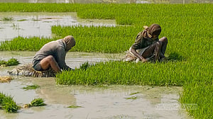 বোরোর মৌসুমে