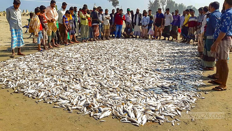টেকনাফের সাবরাং টুরিজম পার্ক সংলগ্ন সমুদ্র সৈকত এলাকায় এক জালে প্রায় ৩০০ মণ মাছ ধরা পড়ার পর উৎসুক স্থানীয়দের ভিড়।