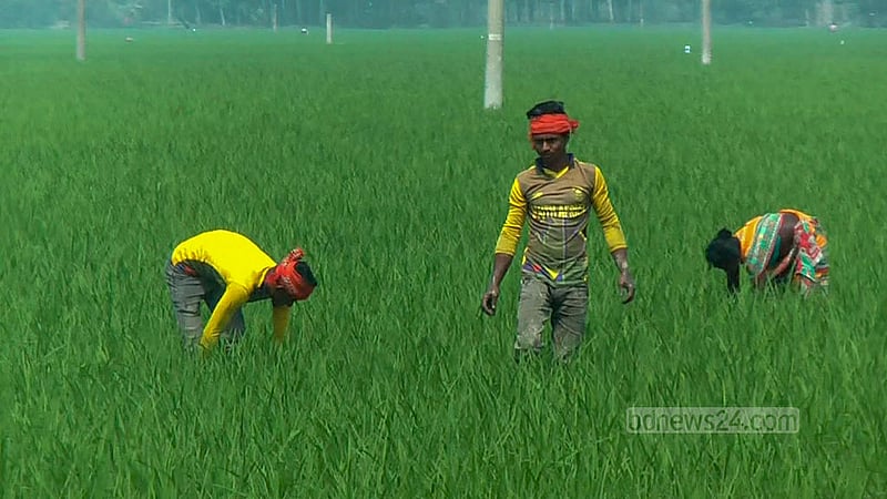 জমির আগাছা পরিষ্কার করেছেন কয়েকজন দিনমজুর।