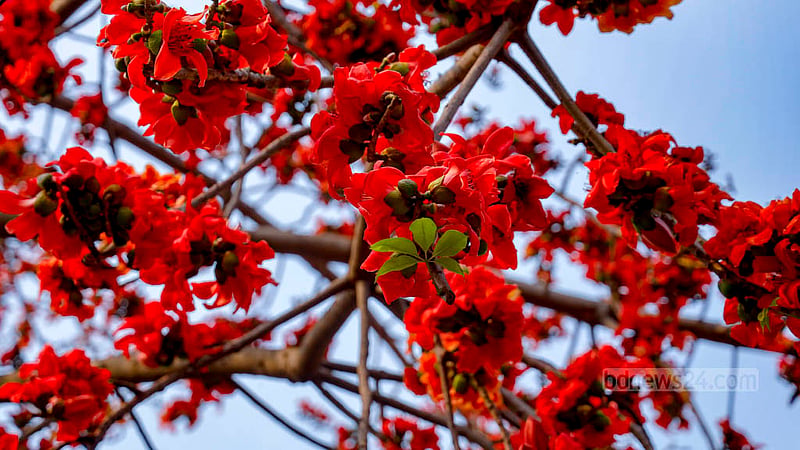 ঢাকার খিলগাঁও এলাকায় সড়কের পাশে গাছজুড়ে ফুটেছে শিমুল ফুল।