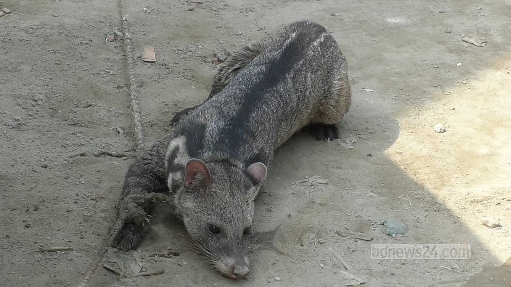 জামালপুরে লোকালয়ে আসা গন্ধগোকুল উদ্ধার