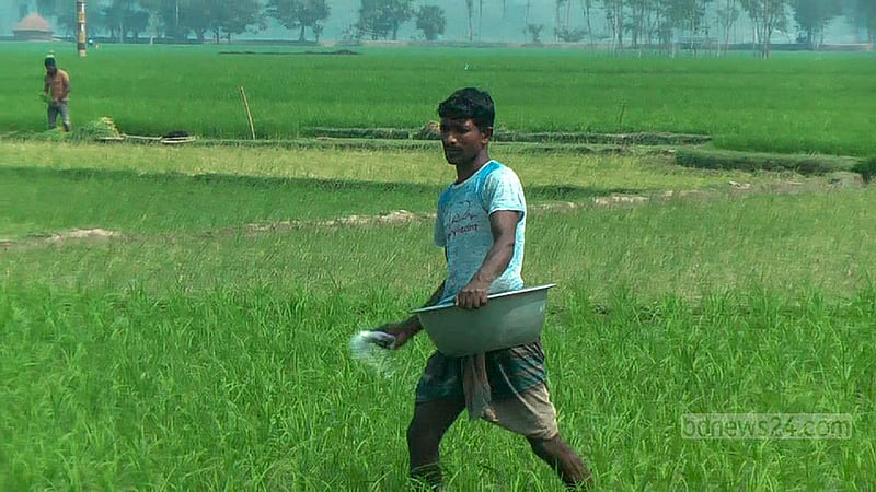 কৃষক জমিতে সার ছিটাচ্ছেন।