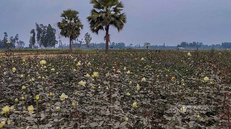 গাইবান্ধার সাদুল্লাপুর উপজেলার ইদিলপুর ইউনিয়নের রাঘবেন্দপুর গ্রামের আসাদুজ্জামান সুমনের হলুদ গোলাপ ফুলের ক্ষেত।