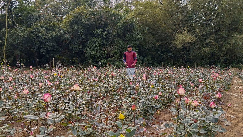 গাইবান্ধার সাদুল্লাপুর উপজেলার ইদিলপুর ইউনিয়নের রাঘবেন্দপুর গ্রামের আসাদুজ্জামান সুমনের গোলাপ ফুলের ক্ষেতে কাজ করছেন এক কর্মী।