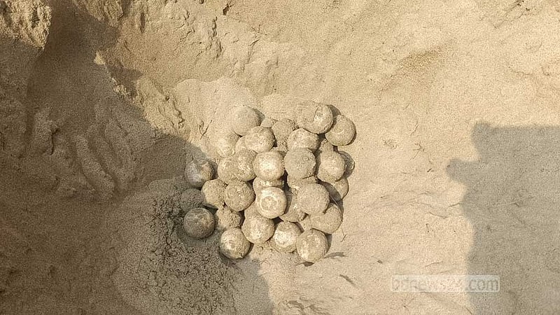 এসব ডিম প্রজননের জন্য সোনারপাড়া সৈকতের বালিয়াড়িতে ঘেরাও দিয়ে সংরক্ষণের ব্যবস্থা নেওয়া হয়েছে। 