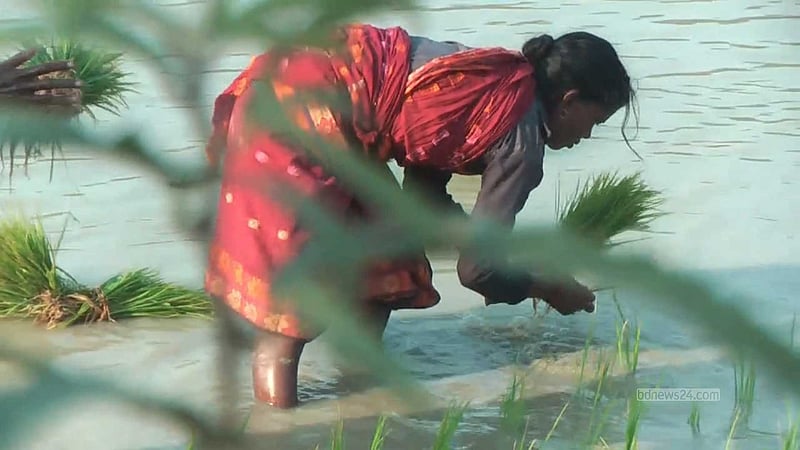 নৃগোষ্ঠীর এক নারী দিনমজুর জমিতে চারা দিচ্ছেন।