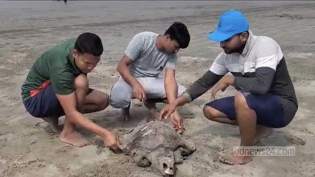 কক্সবাজার সমুদ্র সৈকতে ২৪ মৃত কচ্ছপ