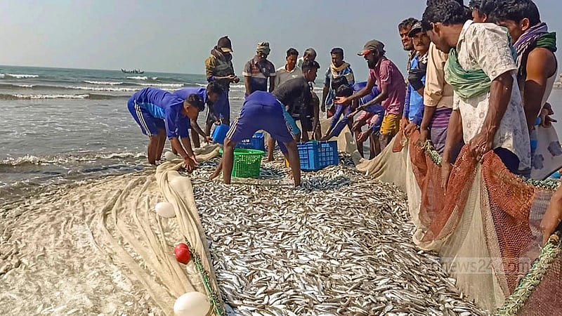 জালে ধরা পড়া প্রচুর মাছ বের করার পর বাছাই করছেন জেলেরা। এক জালেই প্রায় ৩০০ মণ বিভিন্ন ধরনের মাছ ধরা পড়েছে।